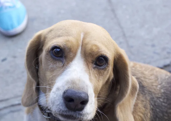 Vicino beagle cane alla ricerca — Foto Stock