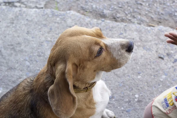 Beagle köpek ararken kapatın — Stok fotoğraf