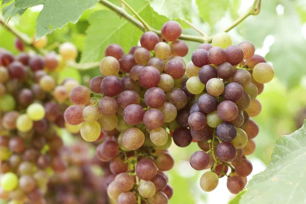 Grape vines in a vineyard — Stock Photo, Image