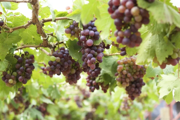 Wijnstokken in een wijngaard — Stockfoto