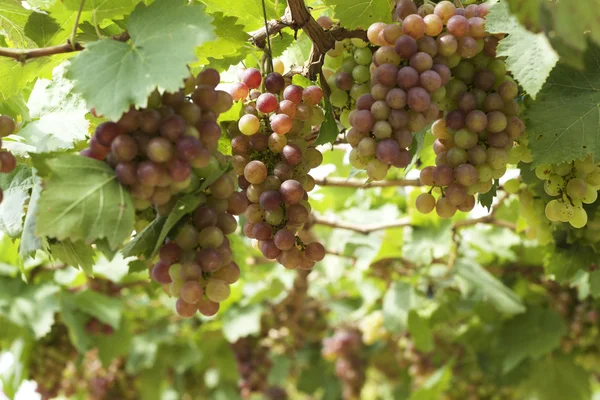 Grape vines in a vineyard — Stock Photo, Image