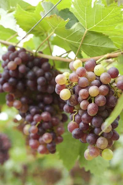 Grape vines in a vineyard — Stock Photo, Image