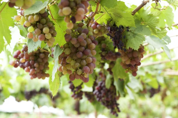 Grape vines in a vineyard — Stock Photo, Image