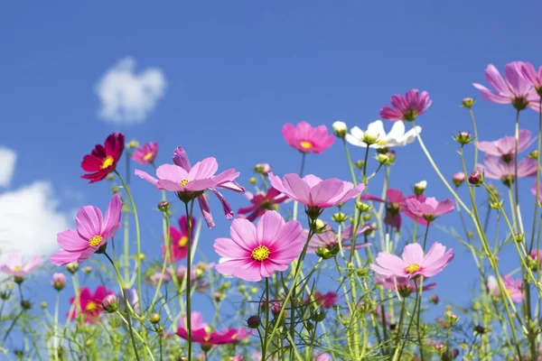 Fleurs cosmos en violet images libres de droit, photos de Fleurs cosmos en  violet | Depositphotos