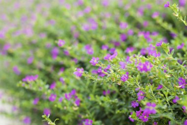 doğada Pembe çiçek