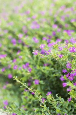 doğada Pembe çiçek