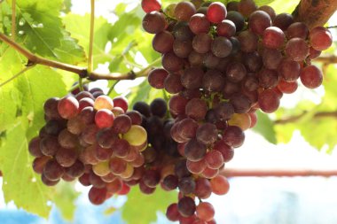 bir üzüm, üzüm asmaları