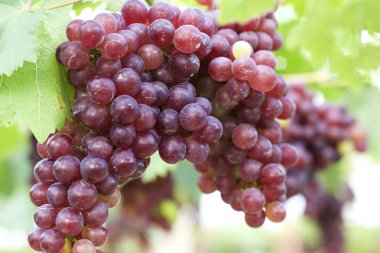 bir üzüm, üzüm asmaları