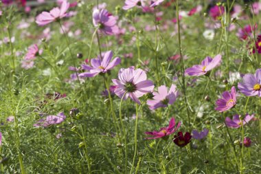 doğada cosmos pembe ve beyaz çiçekler