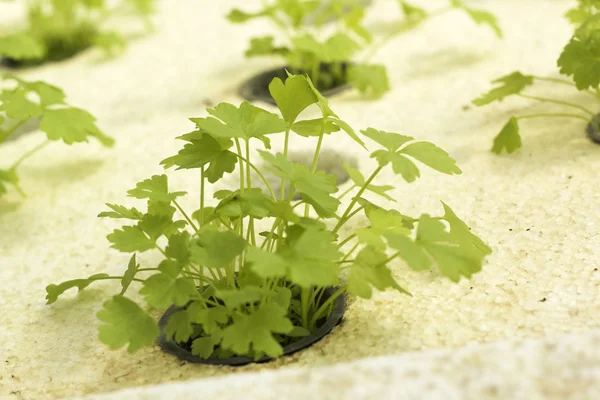 Wasserstoffgemüse wird in einen Garten gepflanzt. — Stockfoto