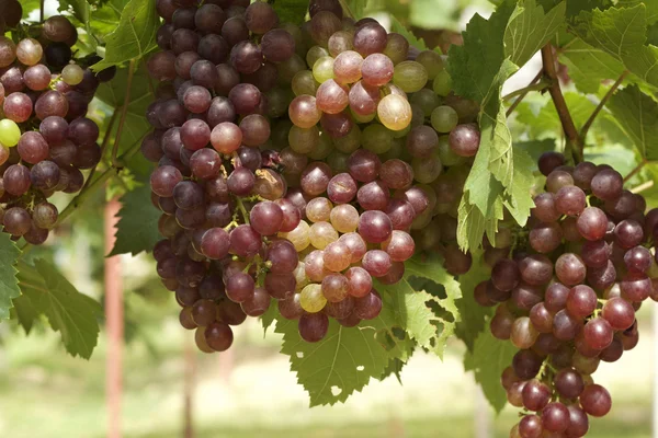 Grape vines in a vineyard — Stock Photo, Image