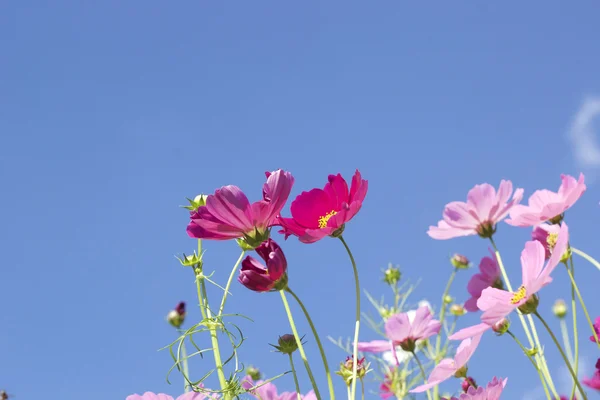 Cosmo rosa e bianco fiori nella natura — Foto Stock