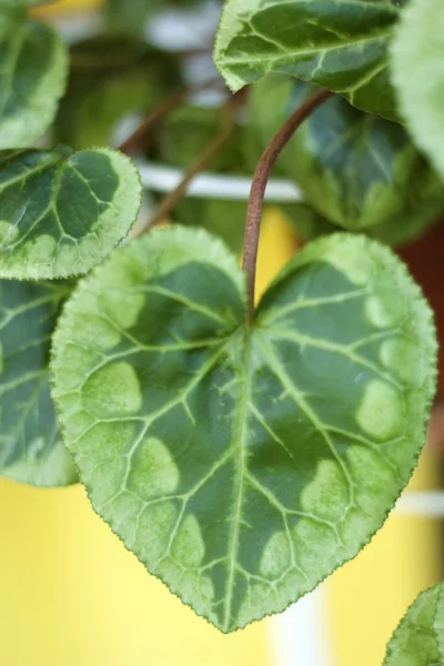 Foglie verdi nella natura — Foto Stock