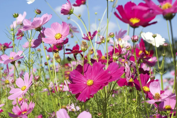 Pink and white  cosmos flowers in the nature — Stock Photo, Image