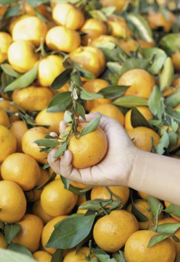 Portakal meyveler piyasada