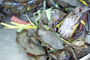 Markette taze Yengeç