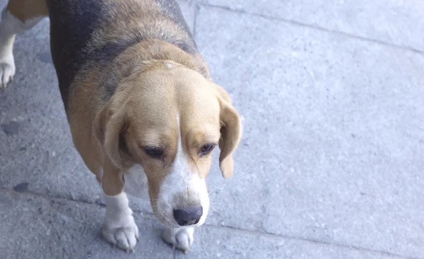 Close-up beagle hond op zoek — Stockfoto