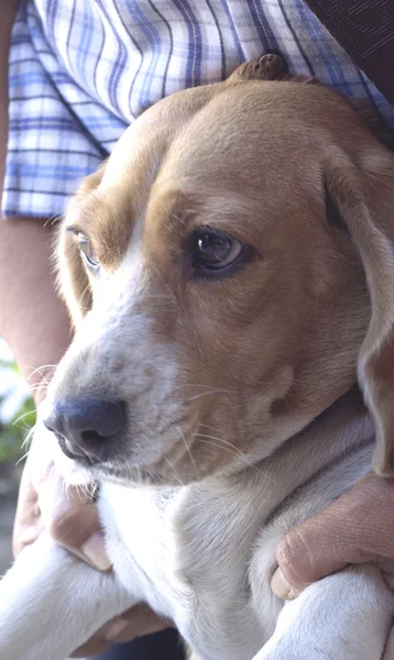 Beagle köpek ararken kapatın — Stok fotoğraf