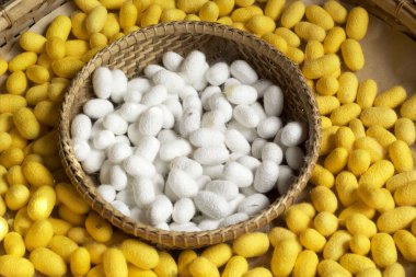 birçok ipek solucan ipekböceği koza