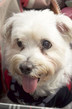 Beyaz kaniş köpek kapatın