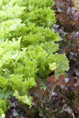 doğa ile hydroponic sebze