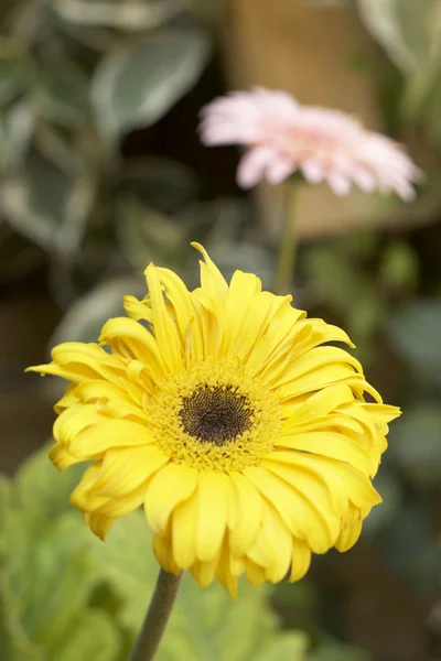 Gerbera flower in the nature — Stock Photo, Image