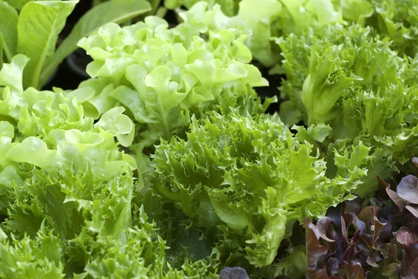 Hydroponisches Gemüse mit der Natur — Stockfoto