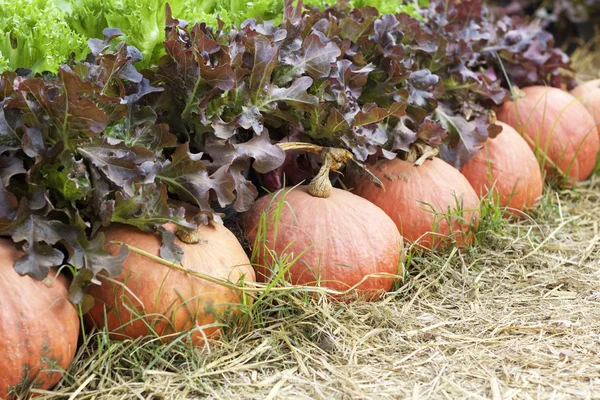 Abóboras frescas com vegetais hidropônicos — Fotografia de Stock