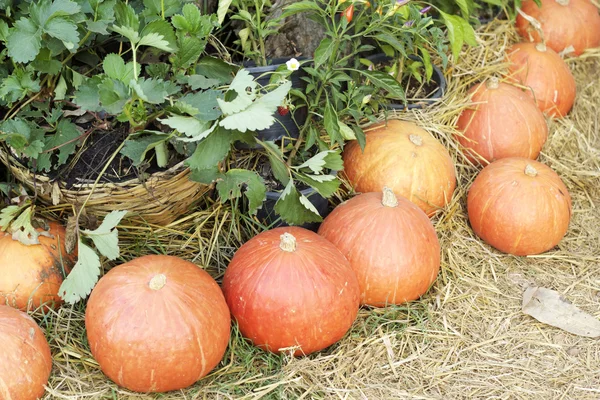 Citrouilles fraîches avec la nature — Photo