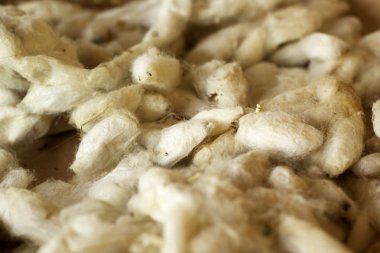 birçok ipek solucan ipekböceği koza