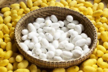 birçok ipek solucan ipekböceği koza