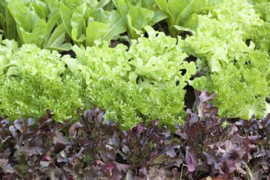 doğa ile hydroponic sebze