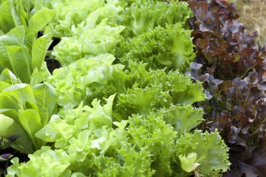 doğa ile hydroponic sebze