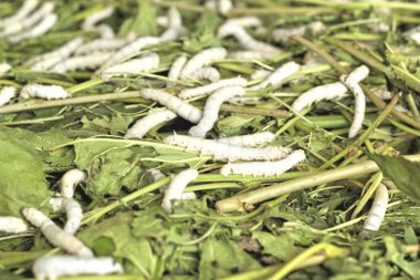 Doğa ile Silkworms