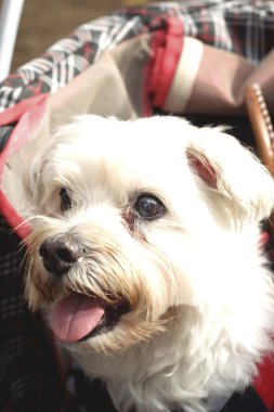 Beyaz kaniş köpek kapatın