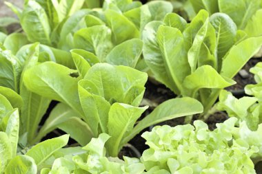 doğa ile hydroponic sebze