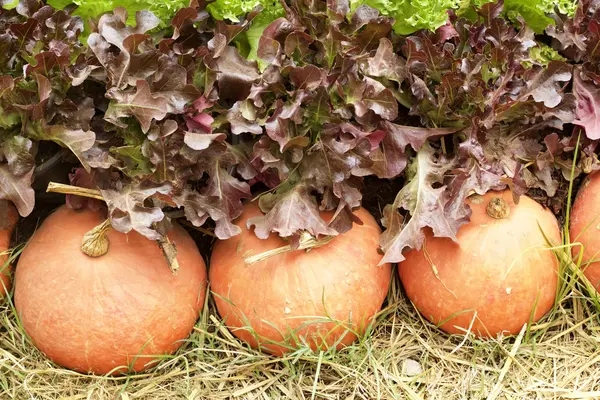 Citrouilles fraîches aux légumes hydroponiques — Photo