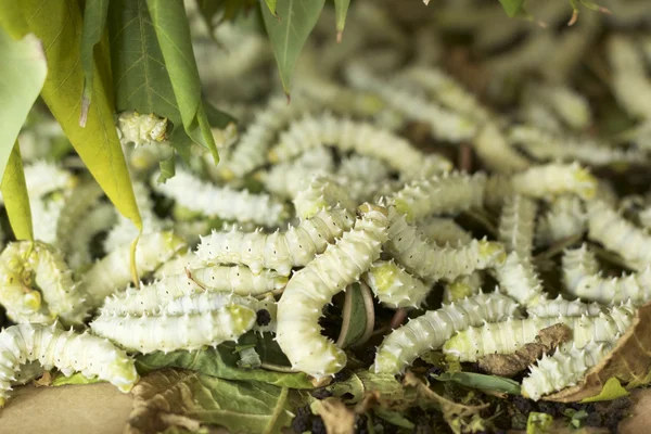 Doğa ile Silkworms — Stok fotoğraf