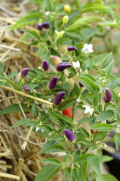 Purple chili in the nature — Stock Photo, Image