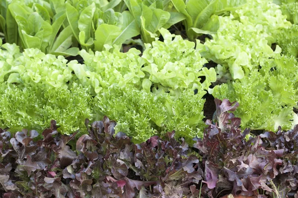 Hydroponic vegetable with the nature — Stock Photo, Image