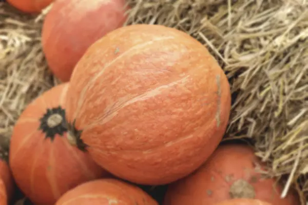 Citrouilles fraîches avec la nature — Photo