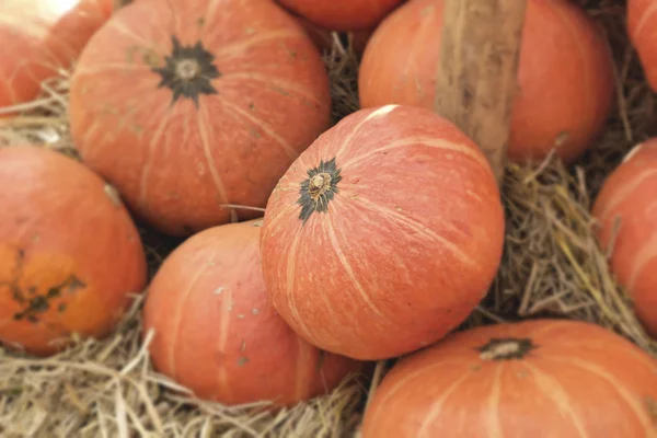 Citrouilles fraîches avec la nature — Photo