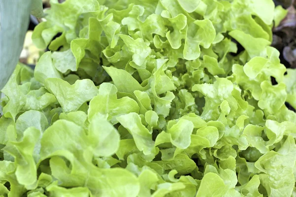 Hydroponic plantaardige met de natuur — Stockfoto