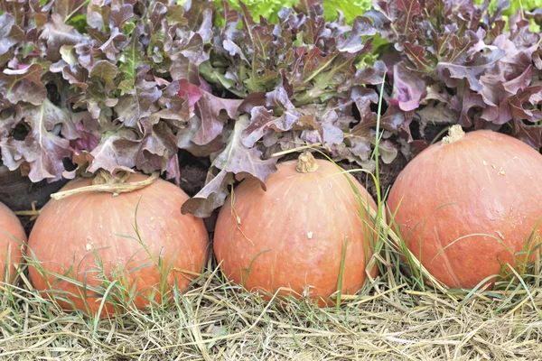 Citrouilles fraîches aux légumes hydroponiques — Photo