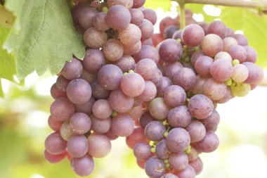 bir üzüm, üzüm asmaları