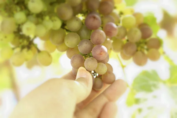 Grape vines in a vineyard — Stock Photo, Image