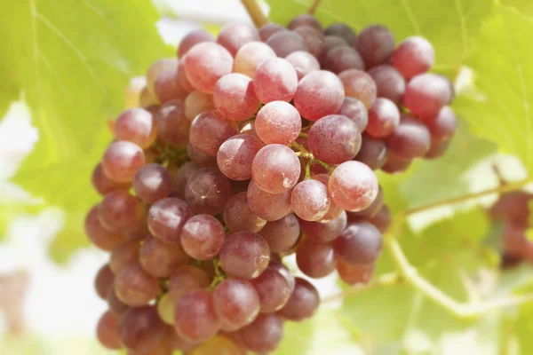 Grape vines in a vineyard — Stock Photo, Image