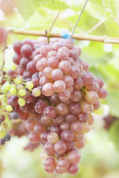 Vinstokker i en vingård – stockfoto