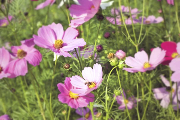 Flores cosmos rosa e branco na natureza — Fotografia de Stock