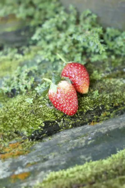 Świeże owoce truskawki na zielony mech — Zdjęcie stockowe